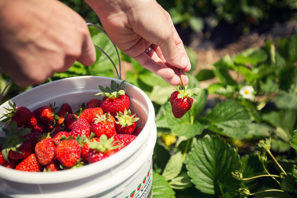 Fruits and Vegetables That You Should Grow In Your Backyard