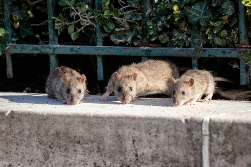 Rats - Born To Breed Quickly