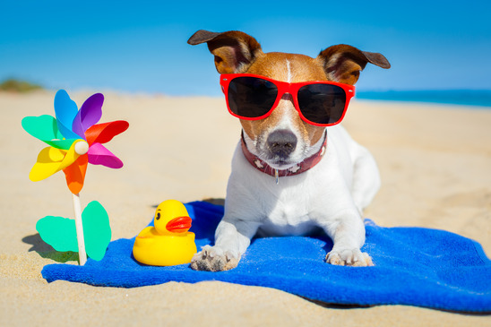 Top Tips for Holidays with your Dog