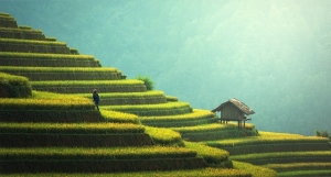Rice Bali