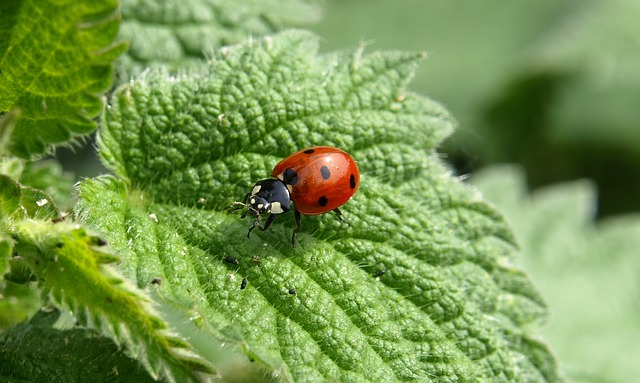 lady bug