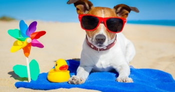 Top Tips for Holidays with your Dog
