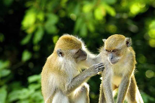 monkey Bali
